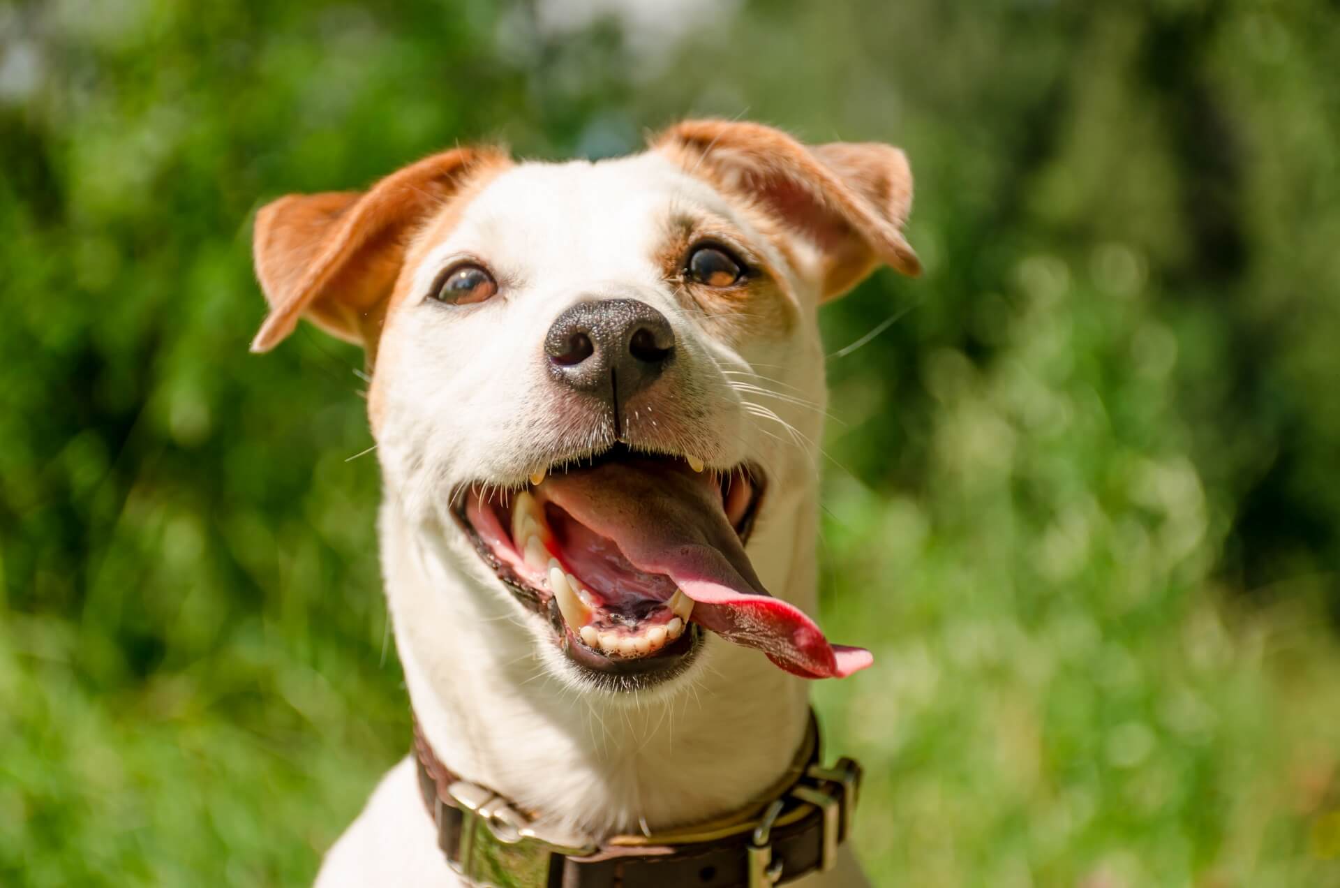 Не лише діти – собаки також можуть мати воші